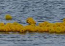 2014 Barwon Heads, Festival of the Sea