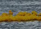 2014 Barwon Heads, Festival of the Sea