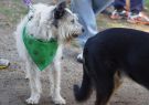 RSPCA Million Paws Walk Geelong