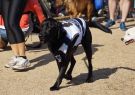 RSPCA Million Paws Walk Geelong