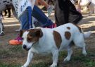 RSPCA Million Paws Walk Geelong