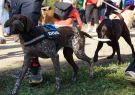 RSPCA Million Paws Walk Geelong