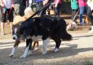 RSPCA Million Paws Walk Geelong