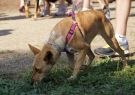RSPCA Million Paws Walk Geelong