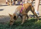 RSPCA Million Paws Walk Geelong