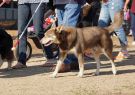 RSPCA Million Paws Walk Geelong