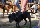 RSPCA Million Paws Walk Geelong