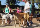 RSPCA Million Paws Walk Geelong