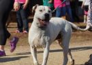 RSPCA Million Paws Walk Geelong