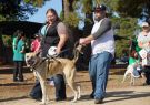 RSPCA Million Paws Walk Geelong