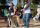 RSPCA Million Paws Walk Geelong