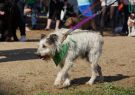 RSPCA Million Paws Walk Geelong