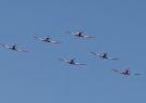 Roulettes at RGYC Festival of Sails Geelong