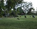 anglesea_dsc05782