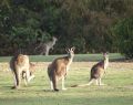 anglesea_dsc05791