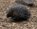 anglesea_echidna