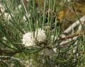 barwon-heads-20