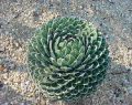 botanical_mvc-118f