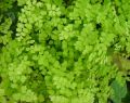 botanical_mvc-126f