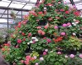 botanical_mvc-250f