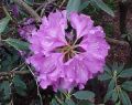 botanical_mvc-253f