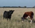 colac_mvc-912f