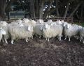 colac_winchelsea-wool-champs-074
