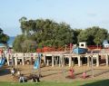 lorne_dsc05767