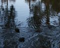 lorne_dsc05772