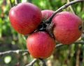 wallingtonapples2