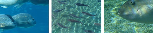 fishing Clifton Springs fishing Clifton Springs