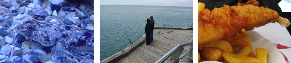 3-flathead flathead
