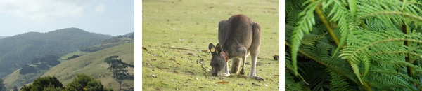otways-about otways-about