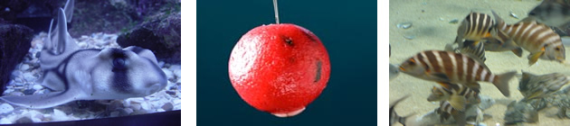 Anglesea-αλιείας-banner anglesea-fishing-banner