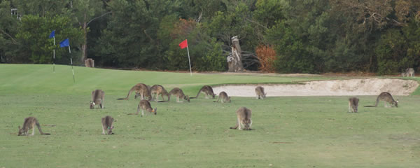 anglesea-golfcourse