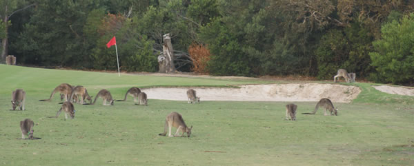 anglesea-kangaroos anglesea-kangaroos
