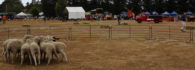 Deans Marsh Festival