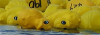 Duck Race