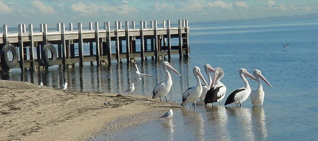 fishing Clifton Springs fishing Clifton Springs