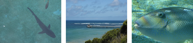 fishing-poing-lonsdale-banner