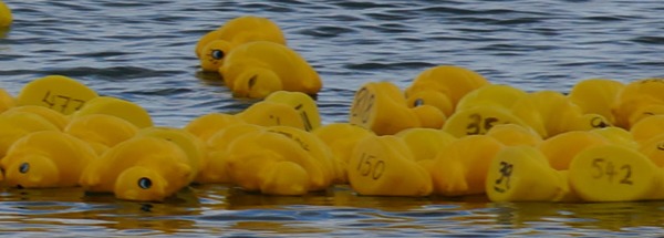 Barwon Heads Festival of the Sea Duck Race