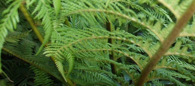 otways fern otways fern