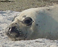 henry-the-seal