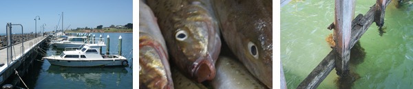 whiting whiting