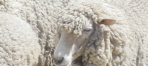 sheep sheep