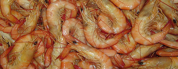 seafood seafood