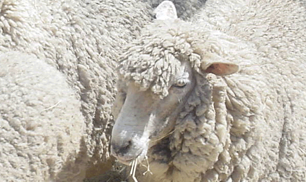 sheep