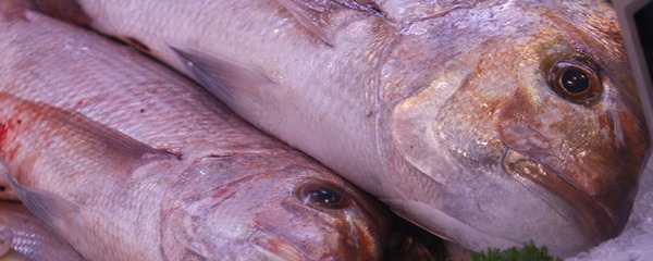 snapper snapper