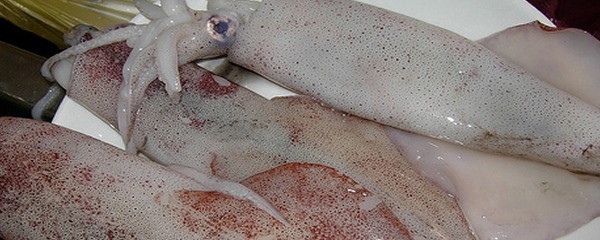 squids squids