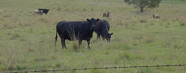 wallington-cattle wallington-cattle